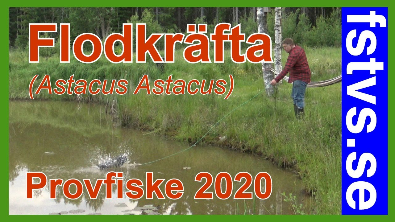 Flodkräfta – provfiske 2020