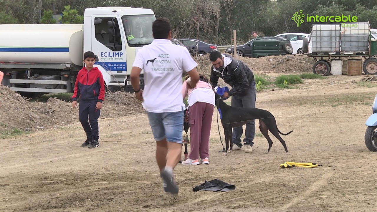 Carrera Galgos en Écija, domingo 3 de octubre de 2021