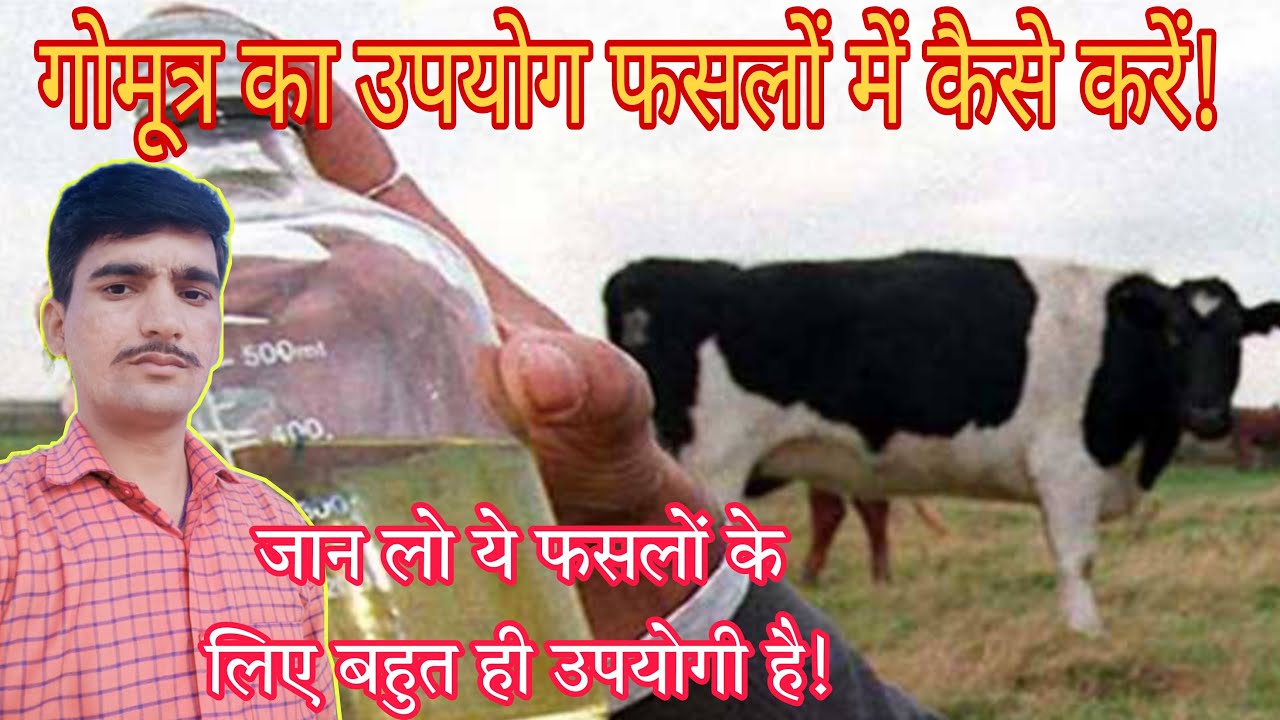 फसलों में गोमूत्र के फायदे/गोमूत्र का स्प्रे कैसे करें/gomutra ke fayde/gomutra benefits