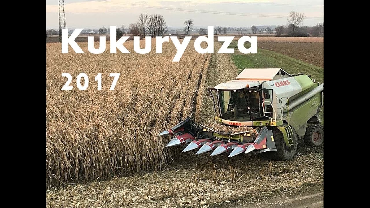 Kukurydza 2017 / Claas Tucano 440