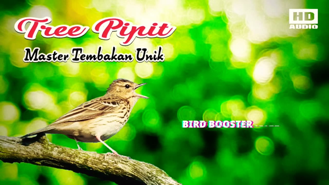 Tree Pipit | Tembakan Unik  Untuk #kenari  #branjangan #cendet #muraibatu
