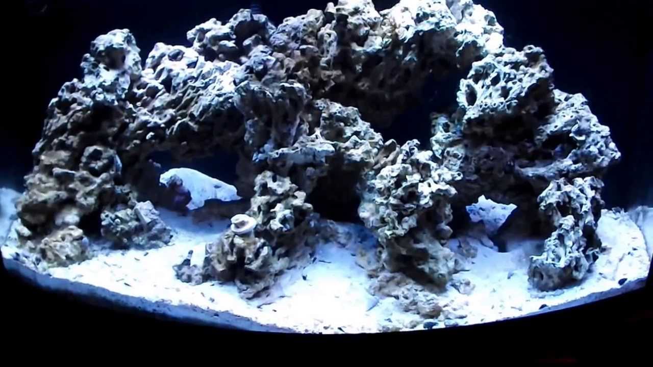More Dead Fish with AquaPorn!