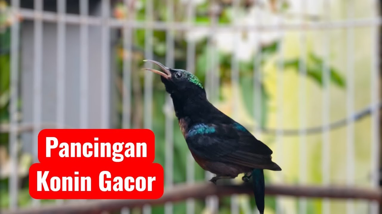 MASTERAN KONIN GACOR COCOK BUAT PANCINGAN KONIN KAMU BIAR RAJIN BUNYI. #kolibrininja #konin