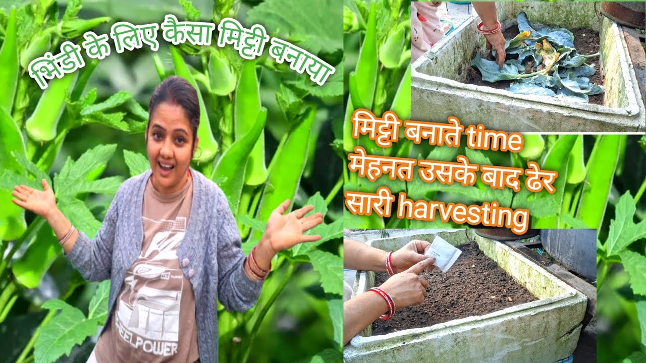भिंडी के लिए कैसी मिट्टी बनाया मिट्टी बनाते time मेहनत उसके बाद ढेर सारी harvesting 