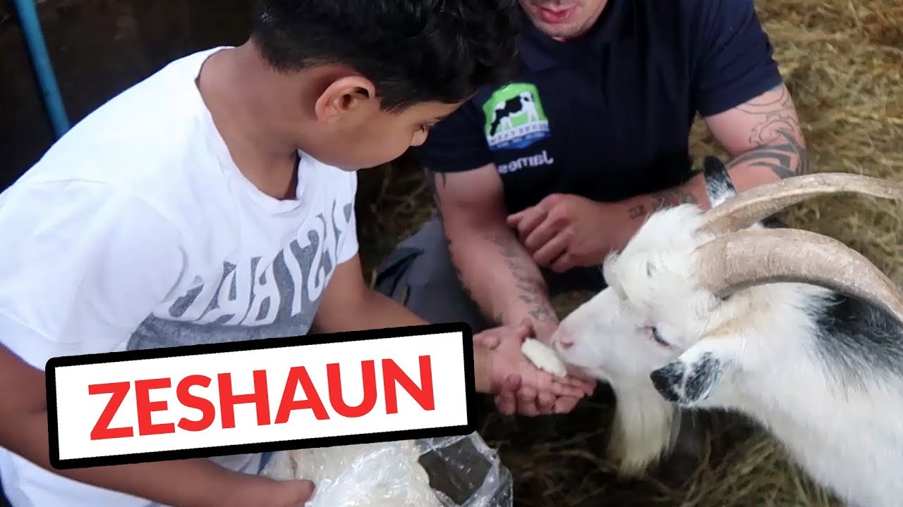 Feeding Animals at Glebe Farm 🐐, Congleton, UK  | Zeshaun Official