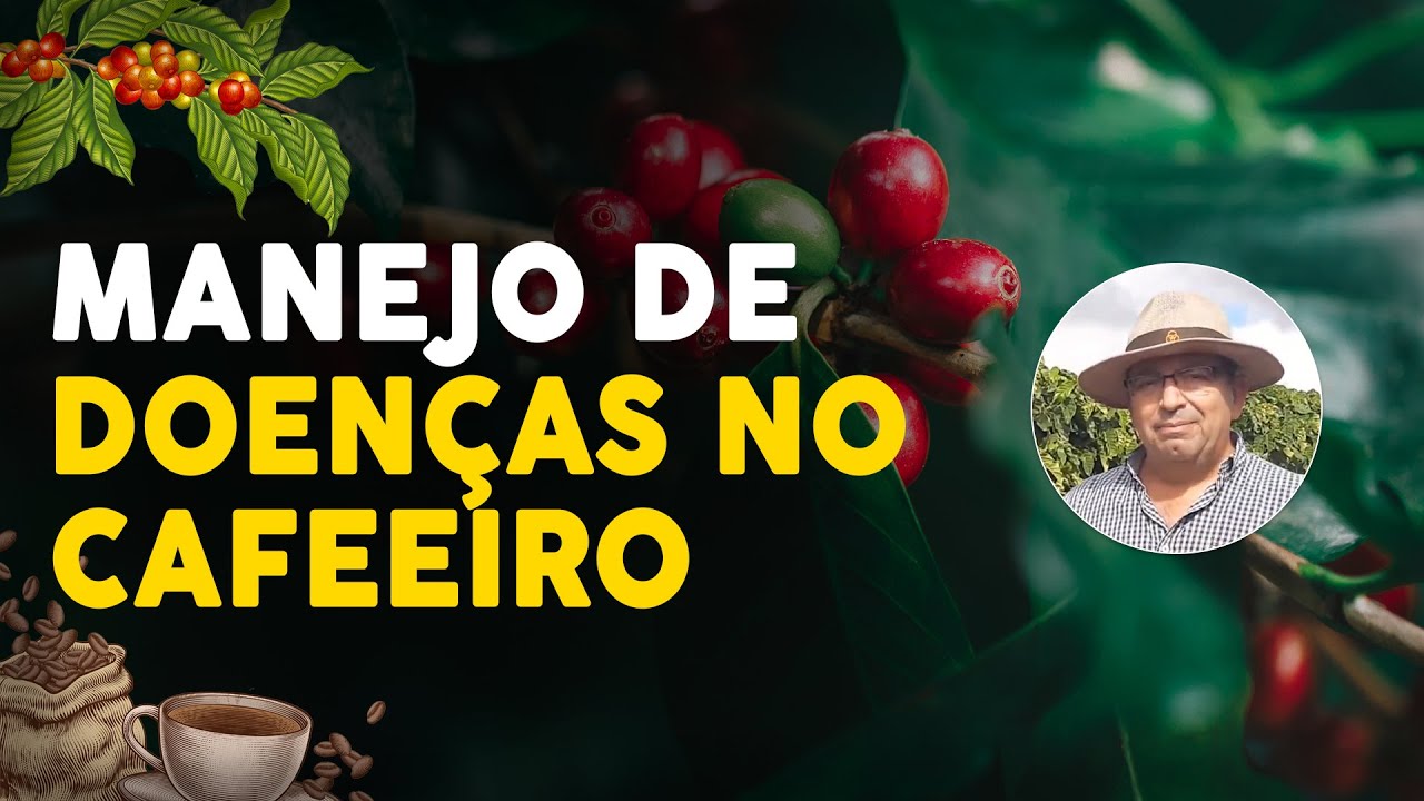 Como Identificar e Controlar as Principais Doen&ccedil;as do Caf&eacute;
