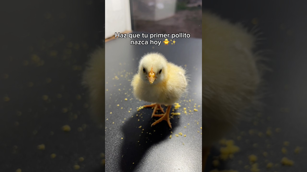 De huevo a pollito en casa 🐣