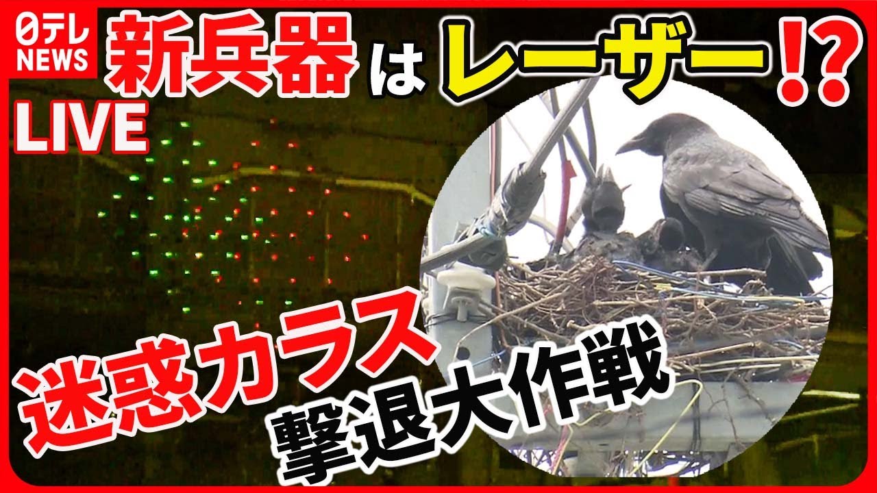 【カラスとの闘いまとめ】“迷惑カラス”との20年闘争 / “停電の原因”はカラスの巣 / 「カラスの巣」撤去作業を公開   など （日テレニュース LIVE）