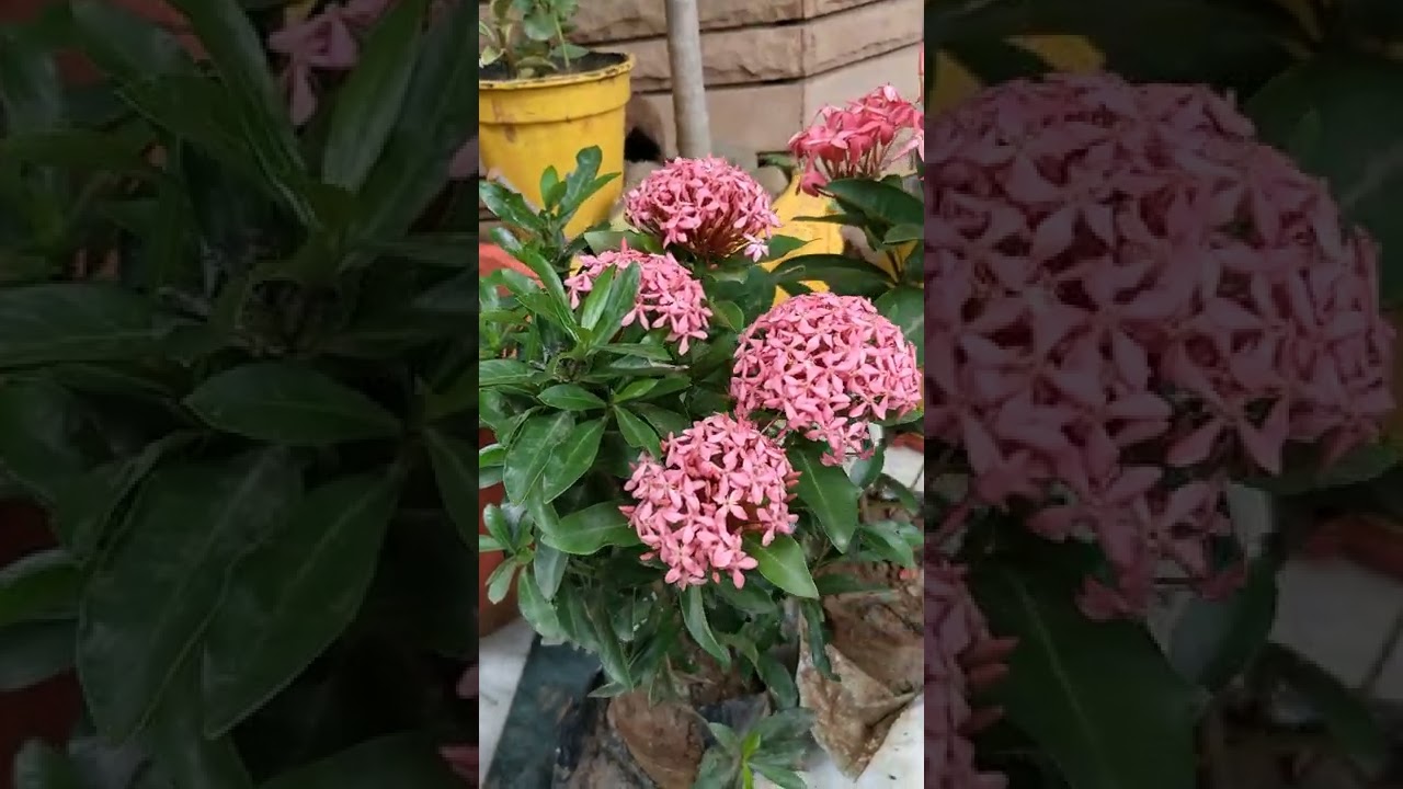 #Ixora plant care and repotting ☘️