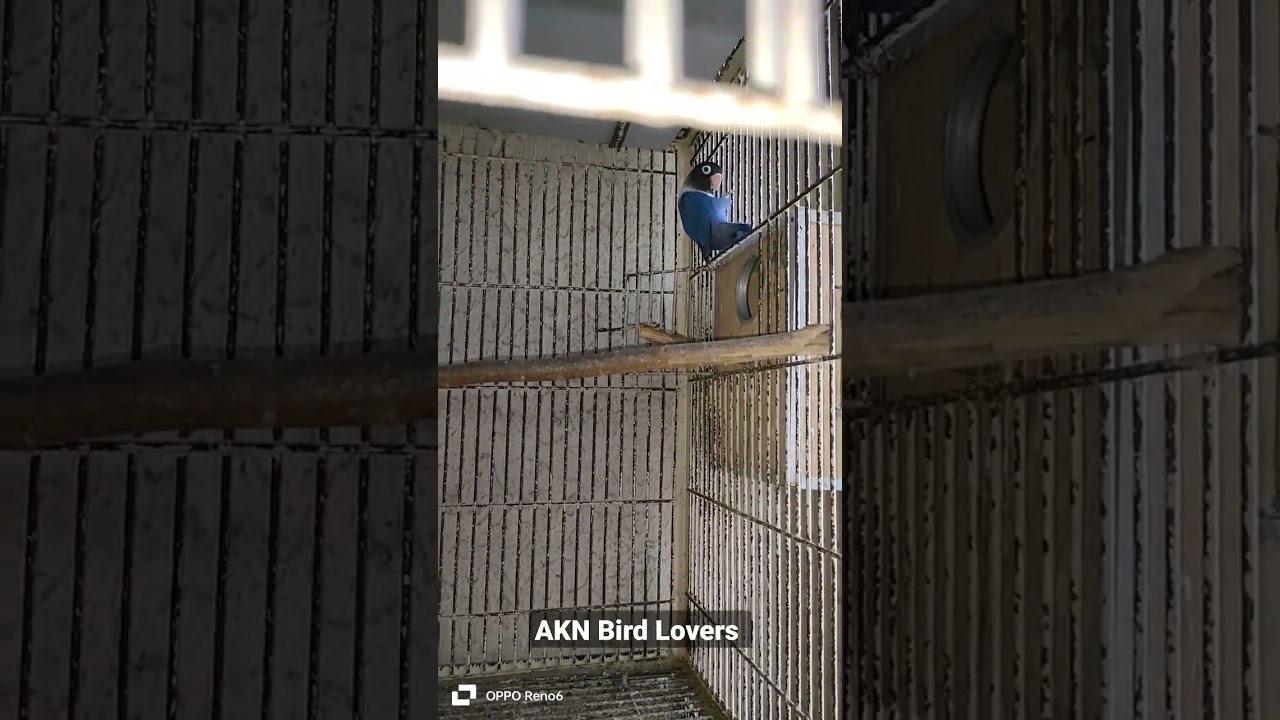 Love Bird Personata