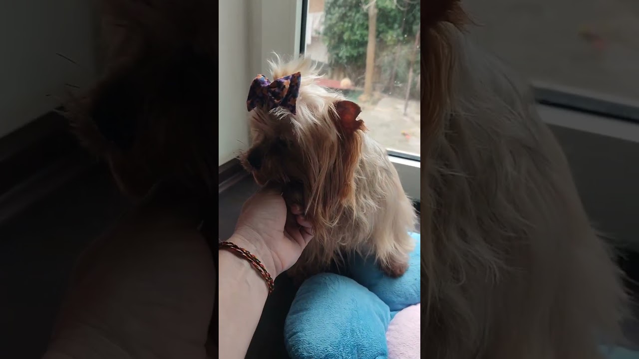 Я не Грумер,я только учусь 😜Мой домашний груменг для моих любимок.Продажа, доставка+79788972514