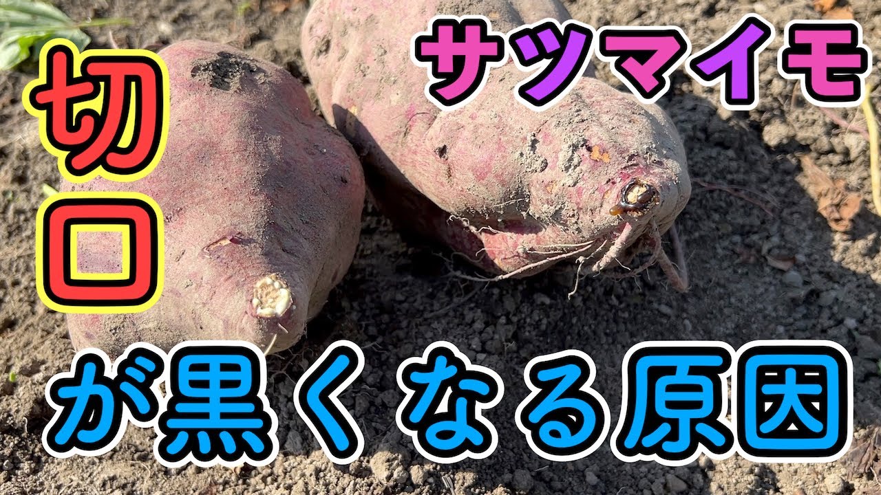 サツマイモの切り口が黒くなる原因！腐っている？！食べられる？！