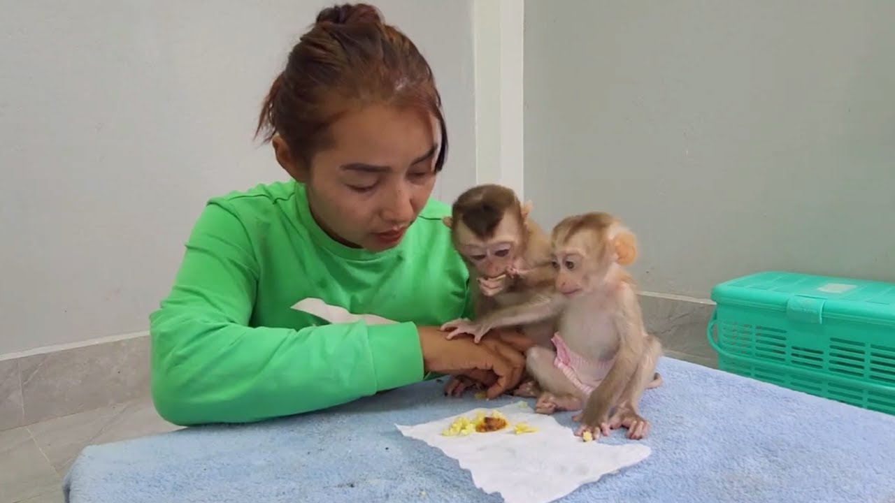 The two adorable monkeys are very stubborn and ask for mom's cake