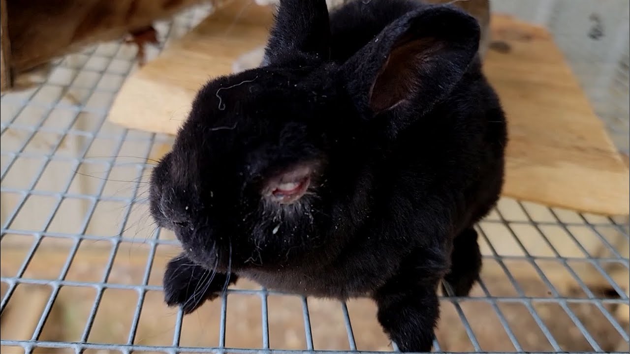 We Have a Blind Baby Bunny | Rabbitry