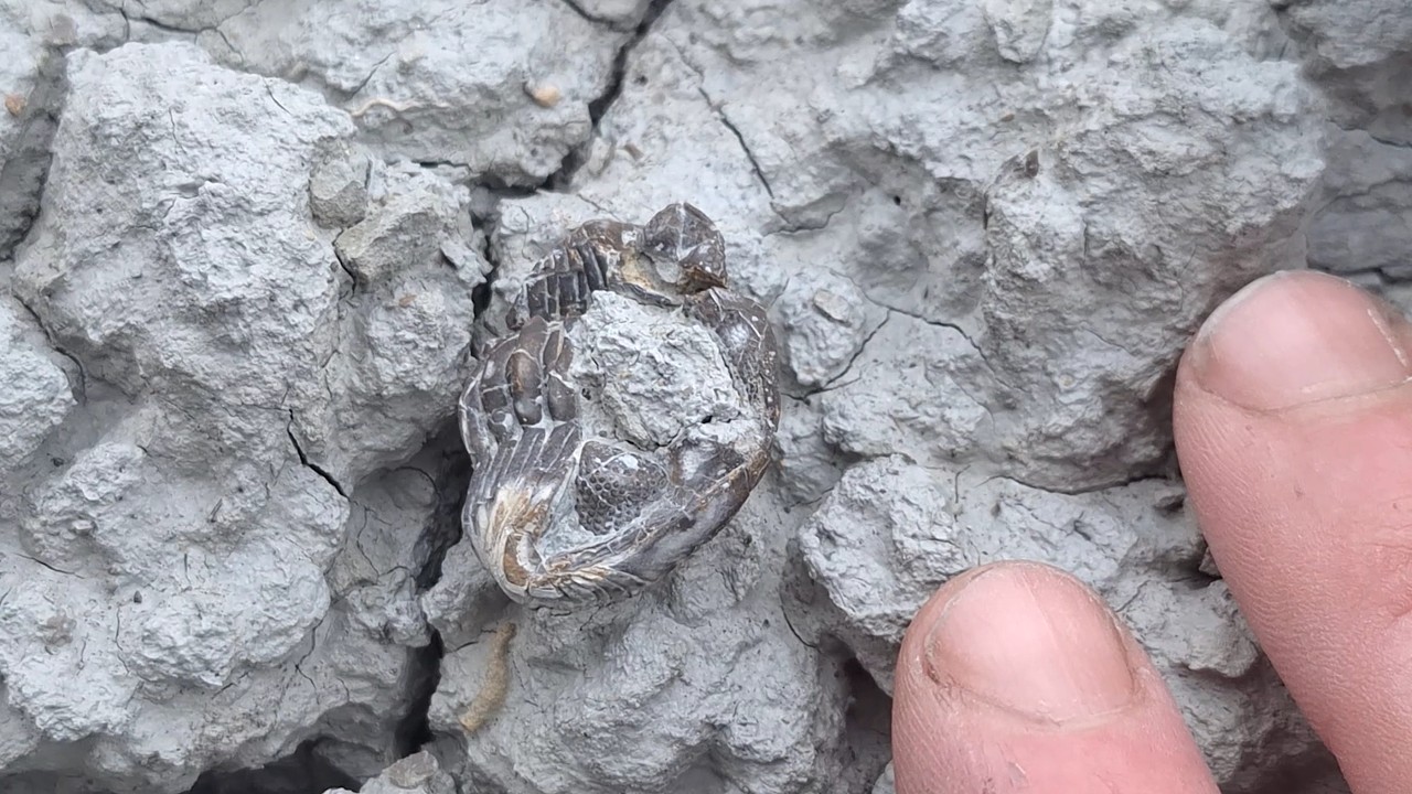 Trilobite Bonanza!! SUPER Rare Fossil Found | Ontario Fossil Hunting | Ontario Rockhounding