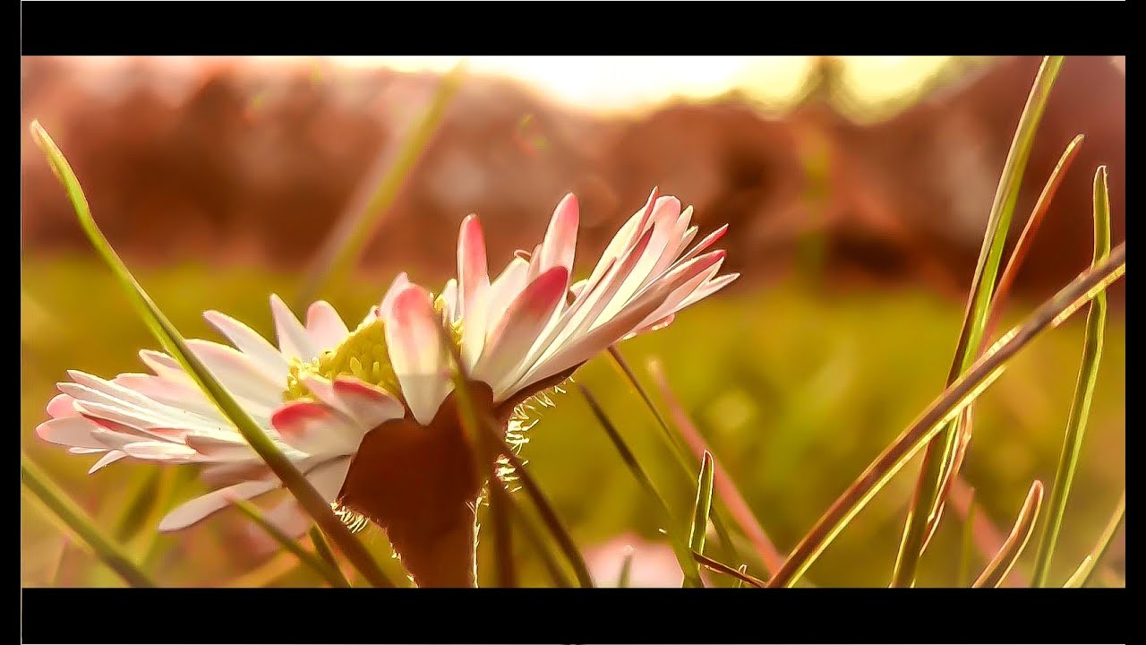 Blumen im Zeitraffer