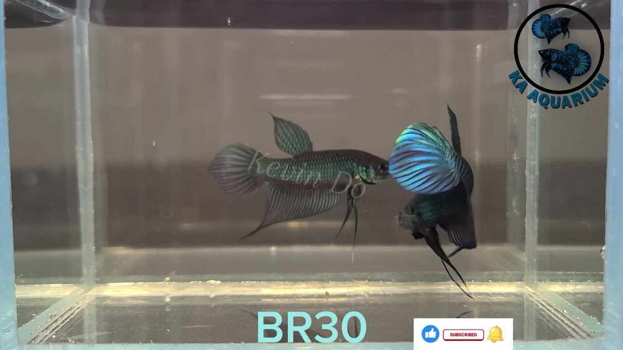 Wild Betta Buriram Male BR30 | KA Aquarium | Betta fish | Betta fish in Canada.