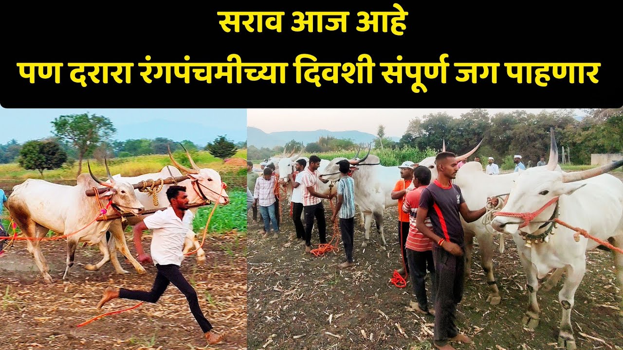 लाकूड जूपून उभे असलेले खिल्लार,आणि त्यांच्या मागे उभा असलेला बावधनचा इतिहास 🚩