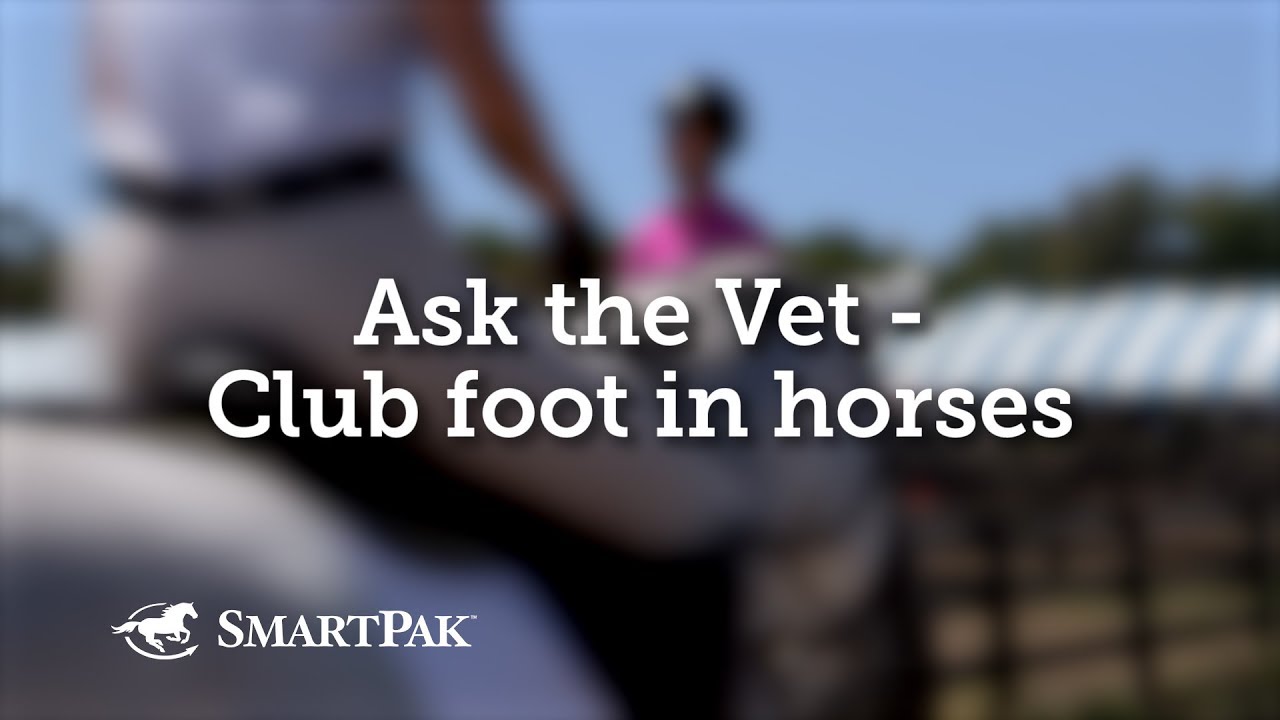 Ask the Vet - Club foot in horses