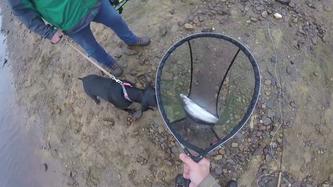 Fly Fishing Llyn Brenig with Bella the dog & Cookie VCAC, 31-7-2019