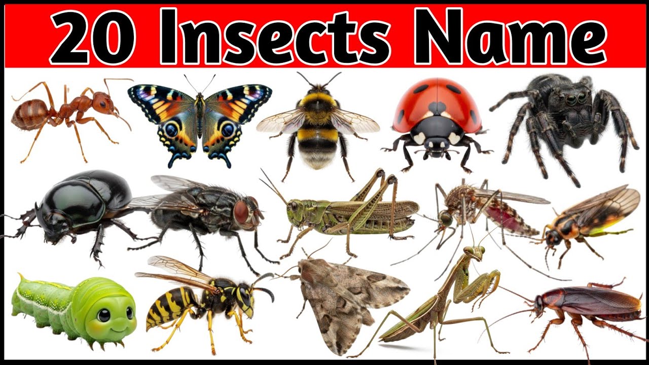 Insects Name in Hindi and English with Pictures | कीड़े मकोड़ों के नाम हिंदी और अंग्रेजी में #insect