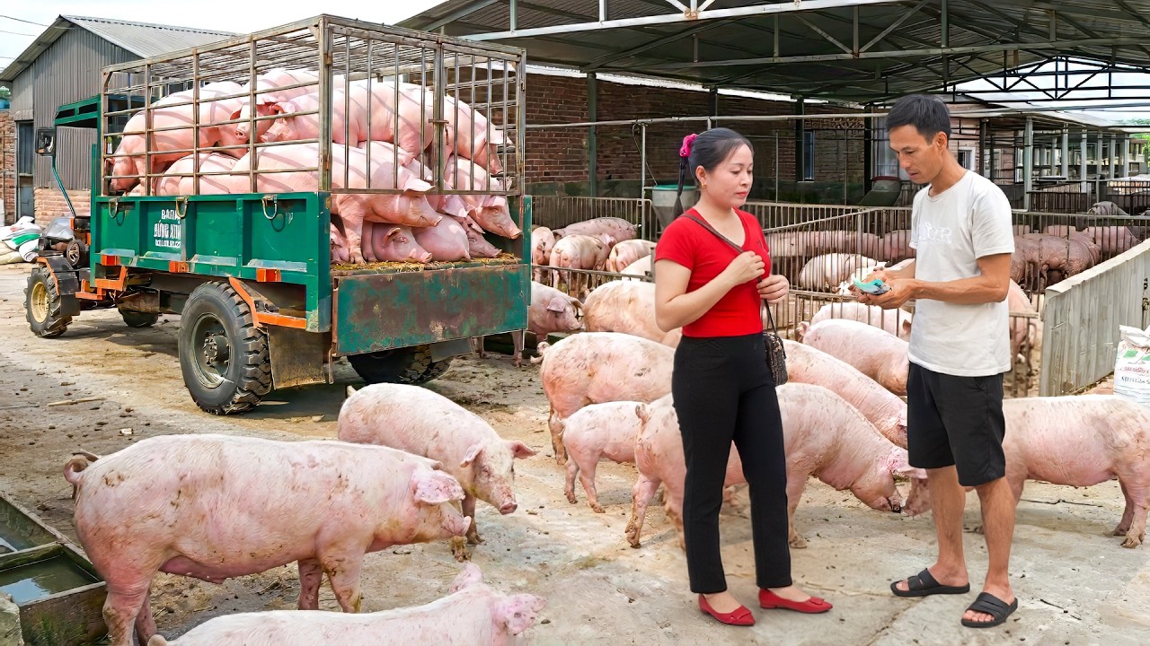 TIMELAPSE | Buying and Reselling 1000+ Fat Pigs in One Huge Trading Day - Linh Harvest.