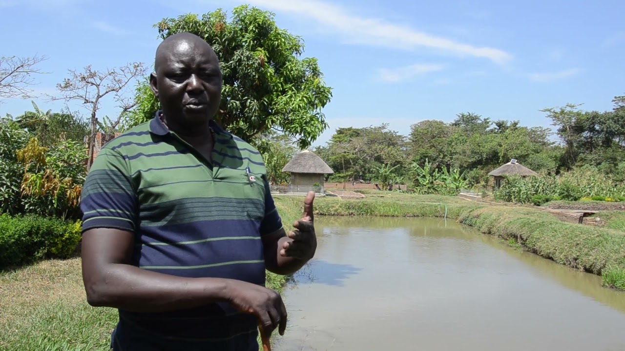 Anyii Tom, the best farmer in Lira City