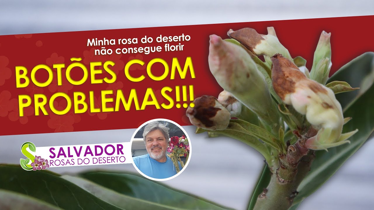 PORQUE OS BOTOES DA MINHA ROSA DO DESERTO NÃO ABREM ASSIM MINHA ROSA DO DESERTO NÃO DA FLOR