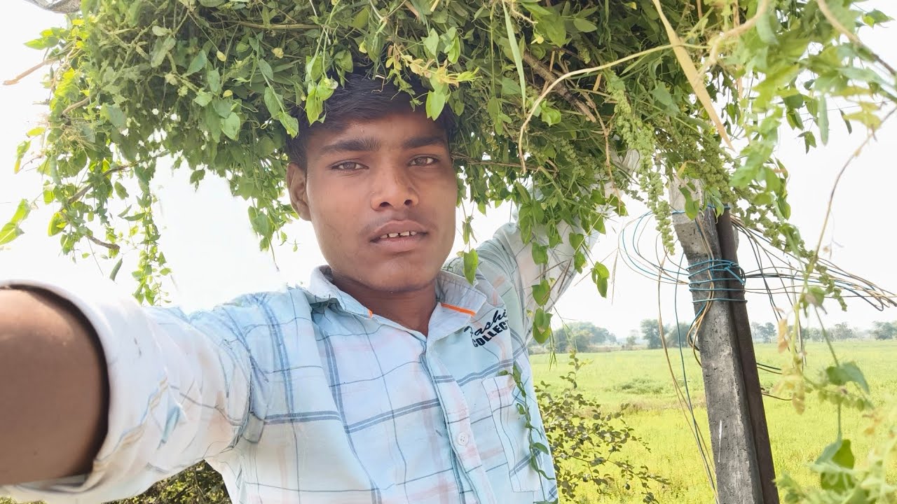  Mehnat Bhara Din Khet Mein | Gay Ke Liye Hariyai Le Aaya 🌾
