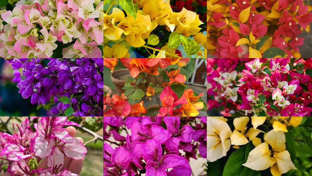 Rare Variety Bougainvilla Small size cover Available Including Watermelon Kiss!!|Zahar Gardens|