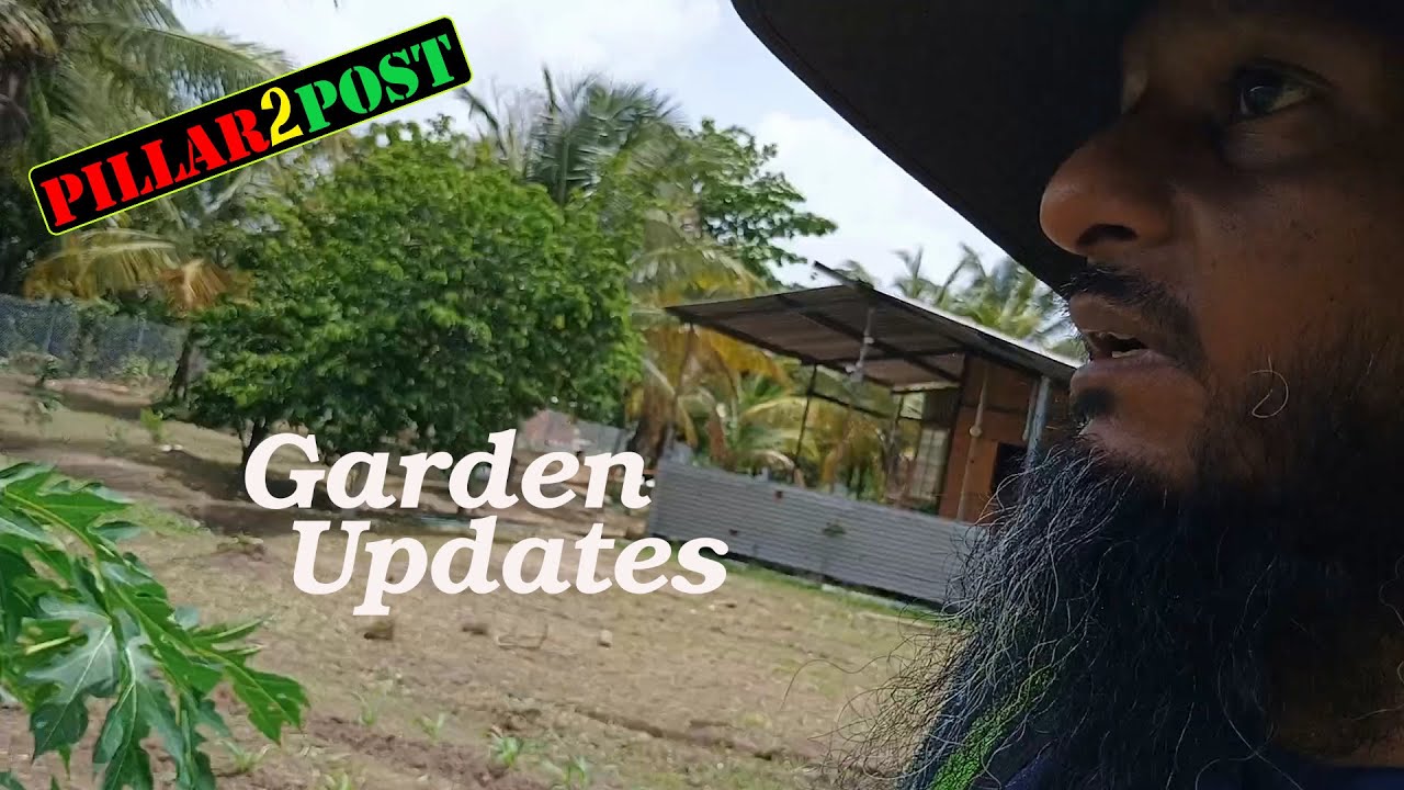 Home Garden Progress and updates , mataboro figs , potato , sweet potato and more .