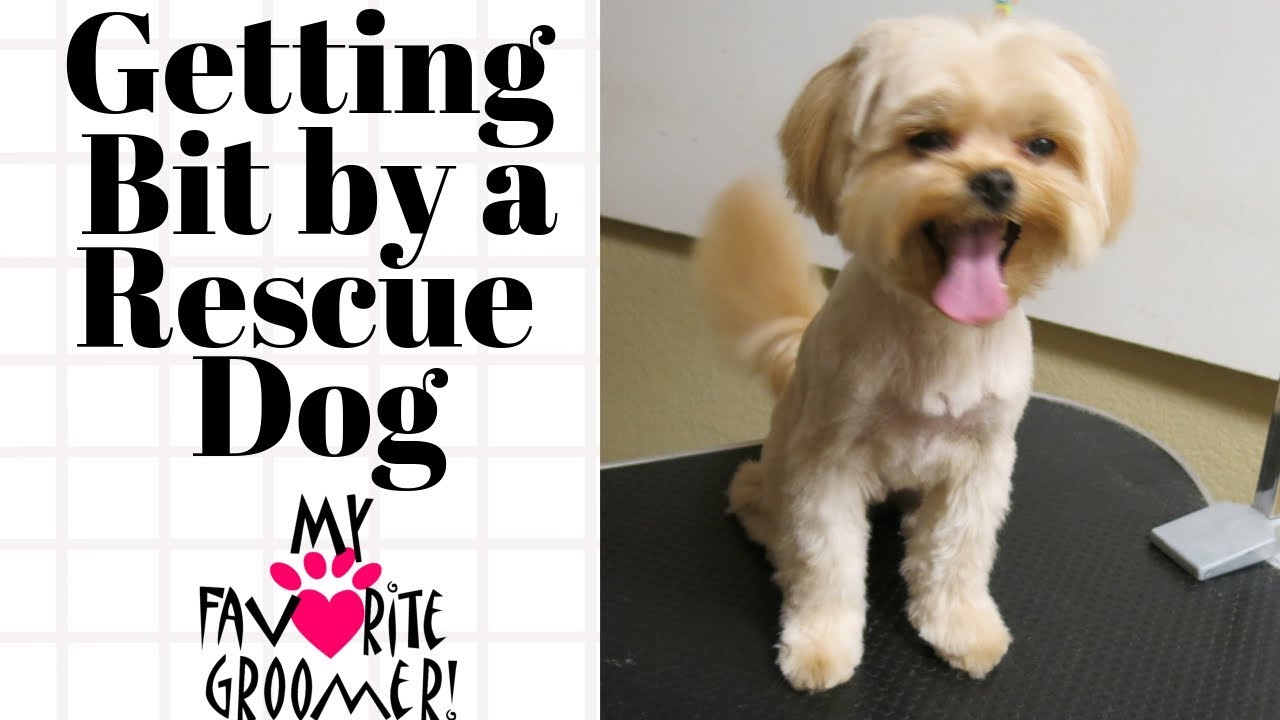 Forgive me I am a rescue dog