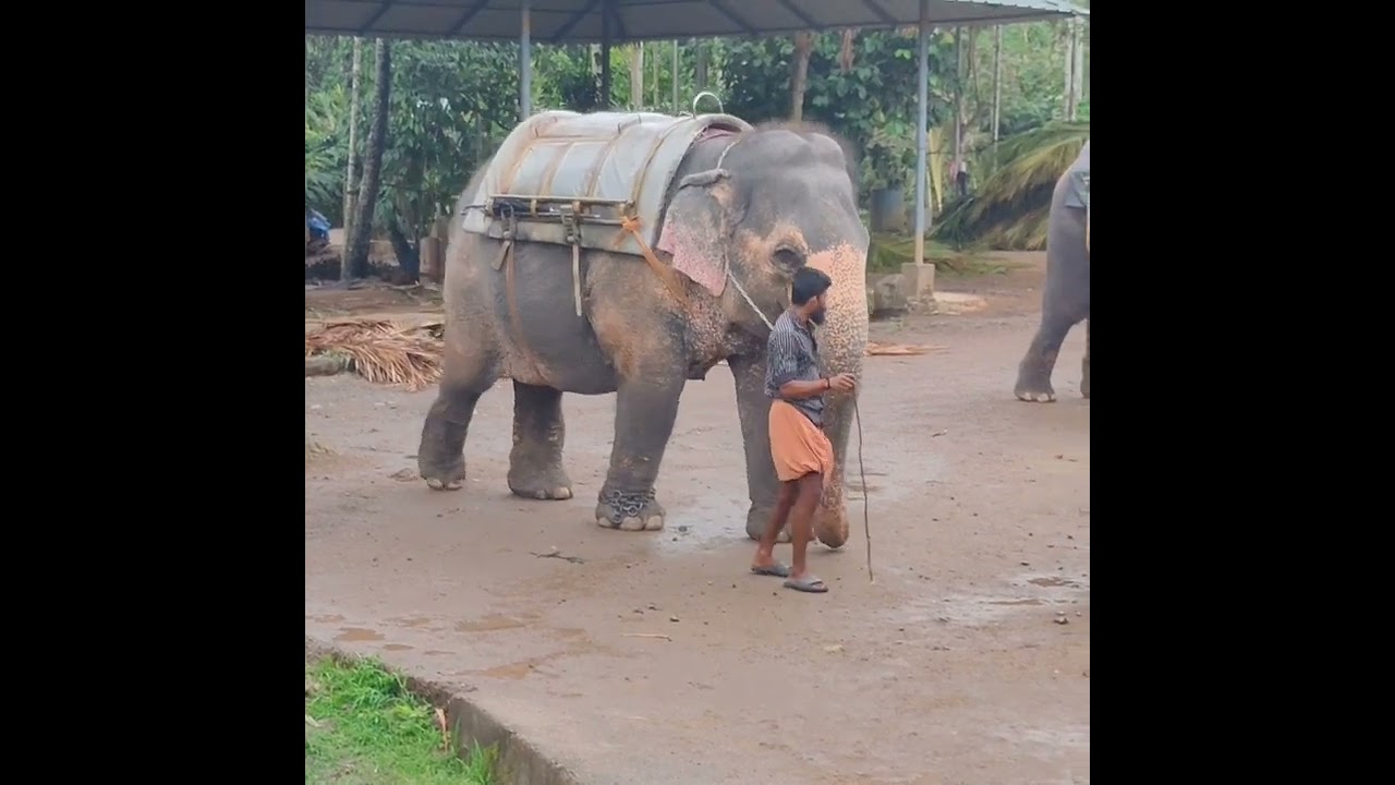 elephant camp thekkady #kerla