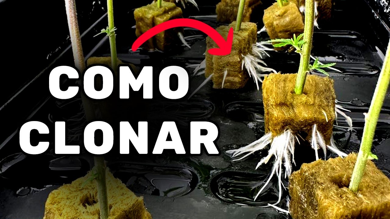 COMO CLONAR Planta de Cannabis SEM ERRO (Guia Completo, Mudas)
