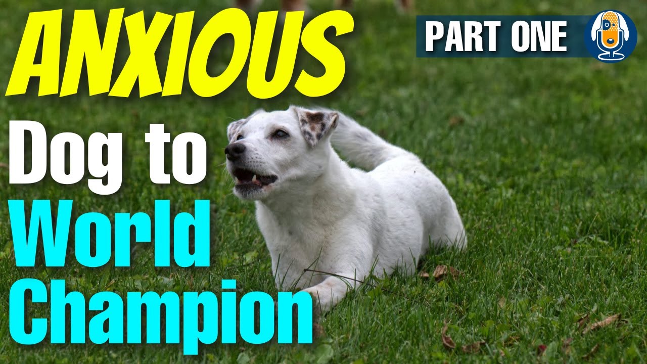 Transforming An Overwhelmed And Anxious Dog Into A World Champion - DeCaff’s Story Part 1 #229