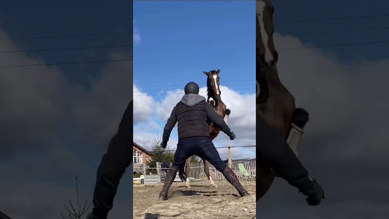 Beschreibe eine Stute 🤣 #equestrian #horse #pferde