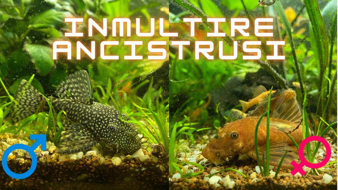 TOT CE TREBUIE SA STII DESPRE INMULTIREA ANCISTRUSILOR