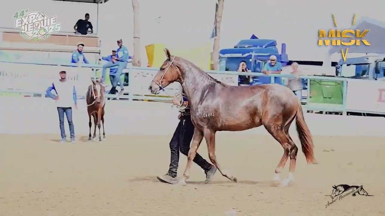 SAFIRA DO CAVALEIRO - A melhor potra filha do Nero Rodeio do Cavaleiro #abccmm #cavalo #misk #mmtv