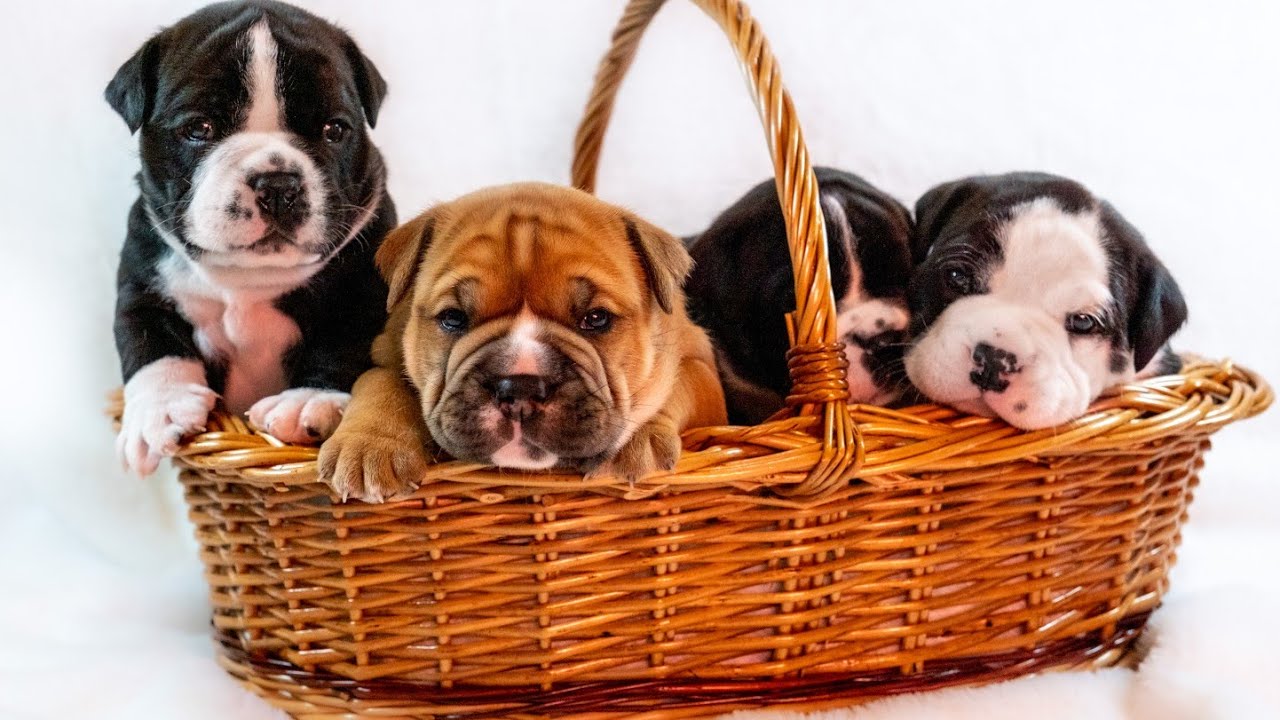 Continental Bulldog puppies the beginnings ❤️ BulldozerContibulls litter B first steps ❤️
