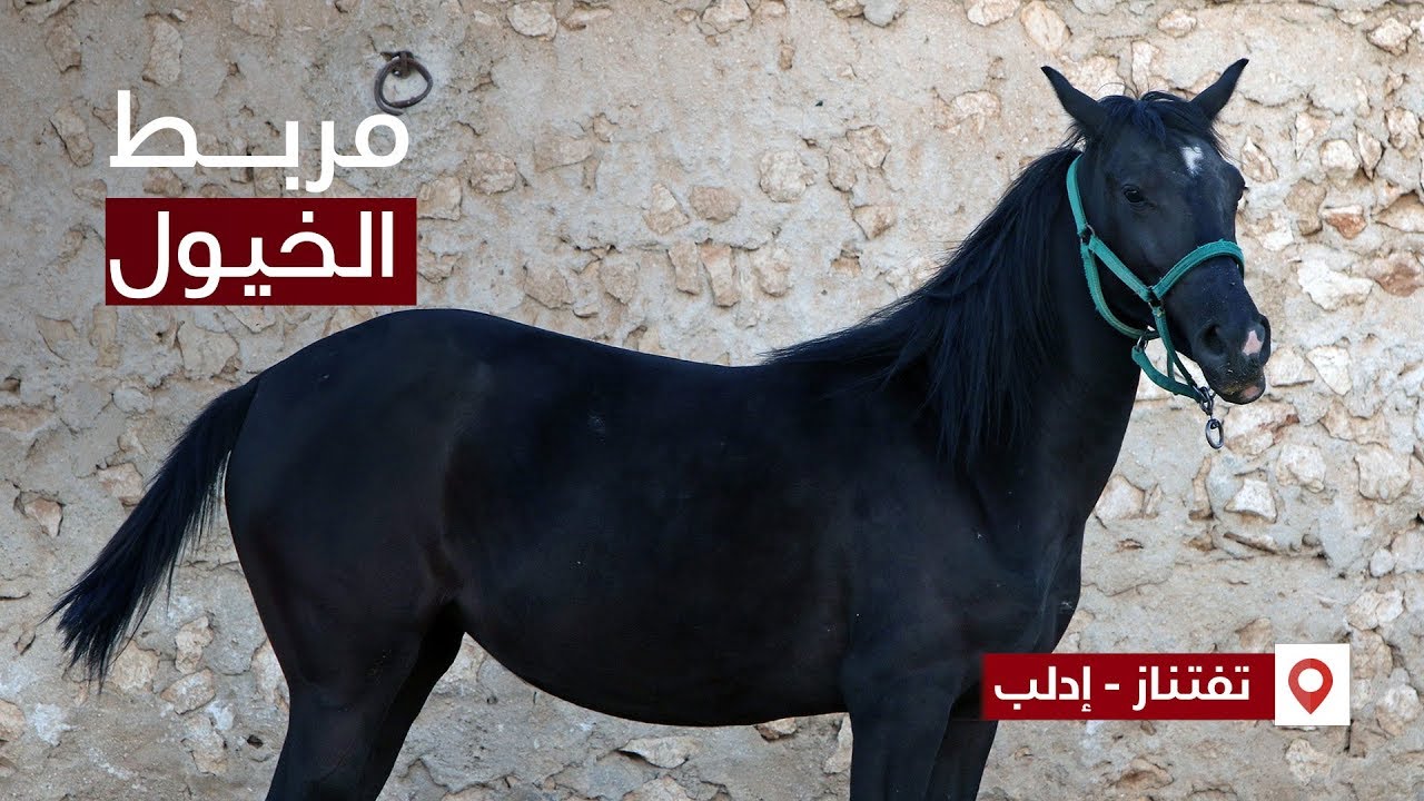 مزرعة الخيل العربي في تفتناز - المربي جمال المصري