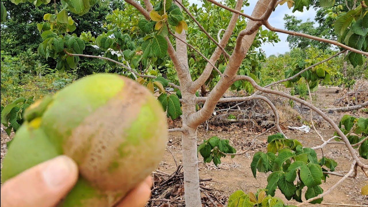 Pequi gigante do xingu começando a cair 