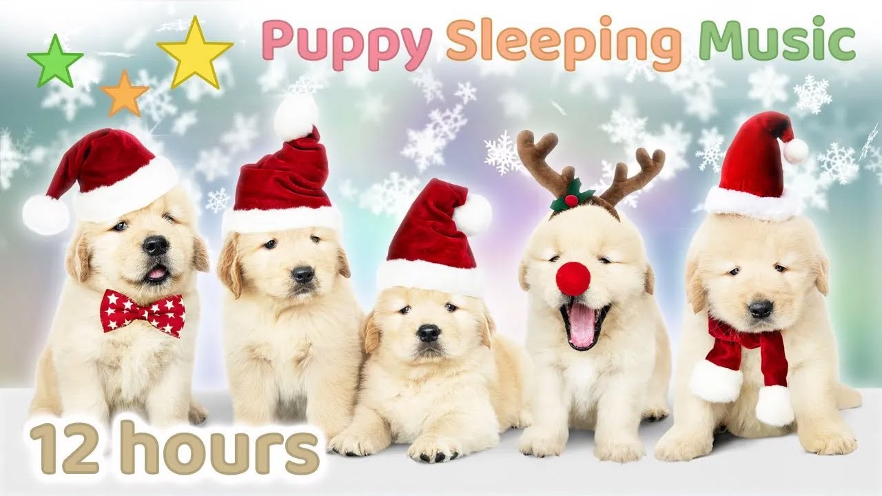 ☆ 12 HOURS ☆ Christmas Music for Dogs 🎄🎅 Christmas Music Instrumental 🐶 Puppy Sleeping Music SNOW ❄️