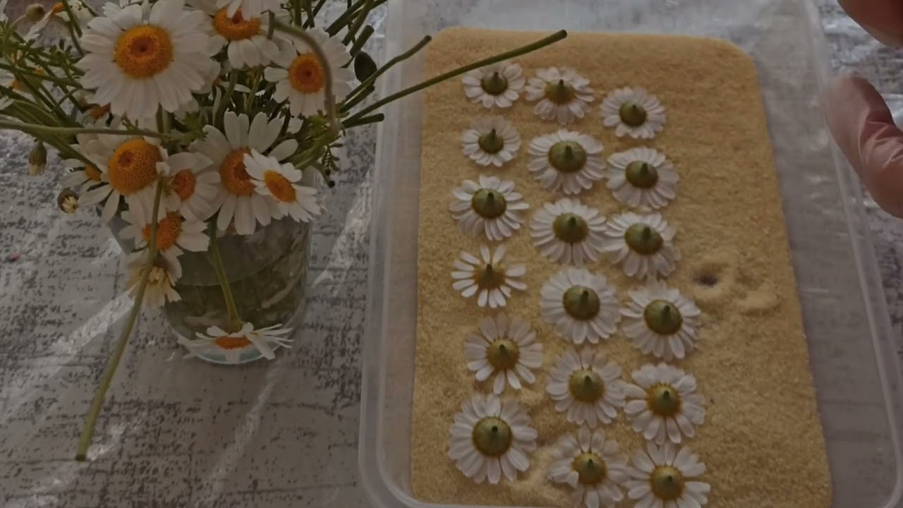 Epoksi için Papatya nasıl kurutulur?🌼