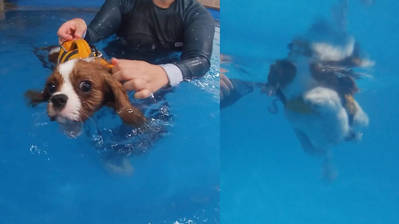 Vanilla’s second swimming lesson (7-month-old Cavalier King Charles Spaniel)