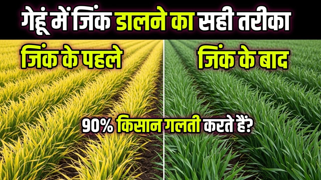 गेहूं में जिंक डालने का सही तरीका | कल्लों की संख्या और पैदावार बढ़ाएं | Zinc for Wheat