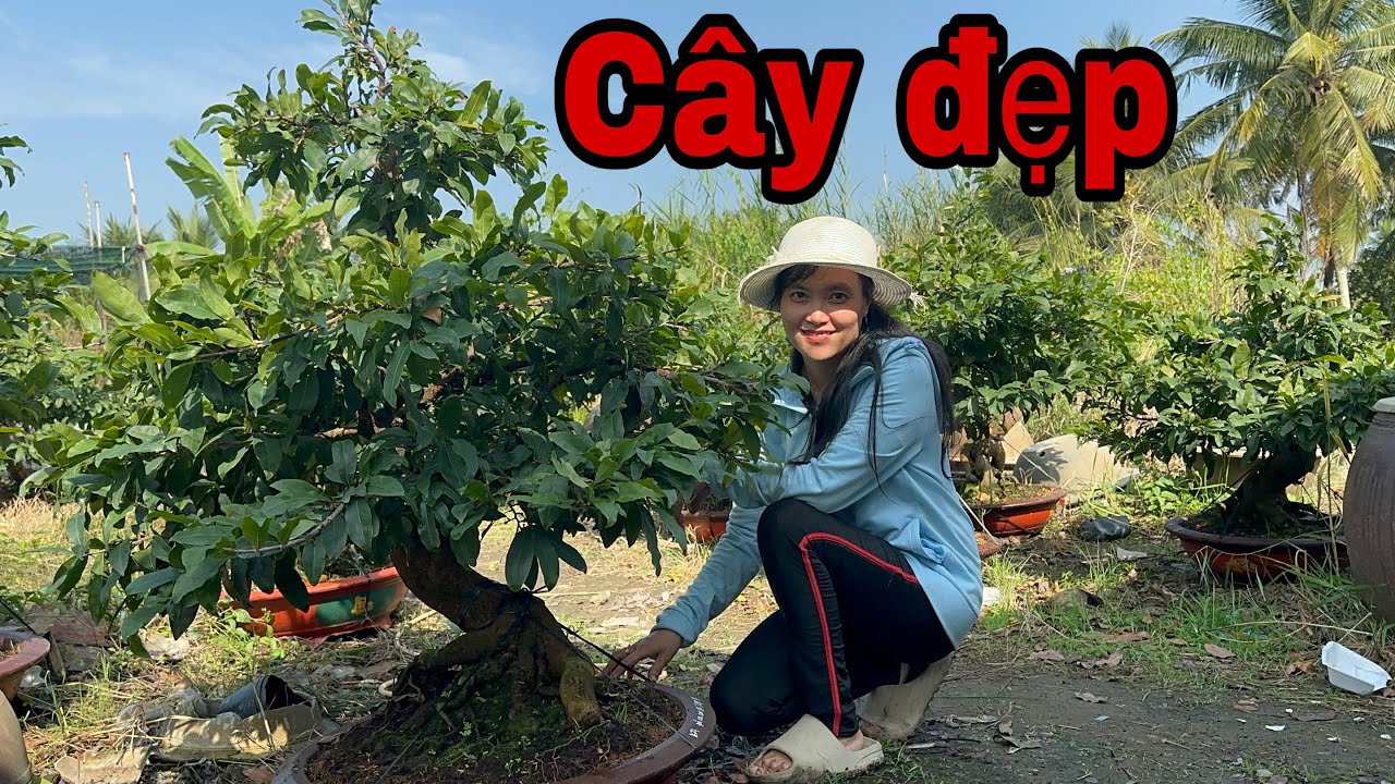 24/01☎️zalo 038 702 9933 gặp Quỳnh Vy 🌲🌲siêu bông bình lợi chơi Tết 2026 
