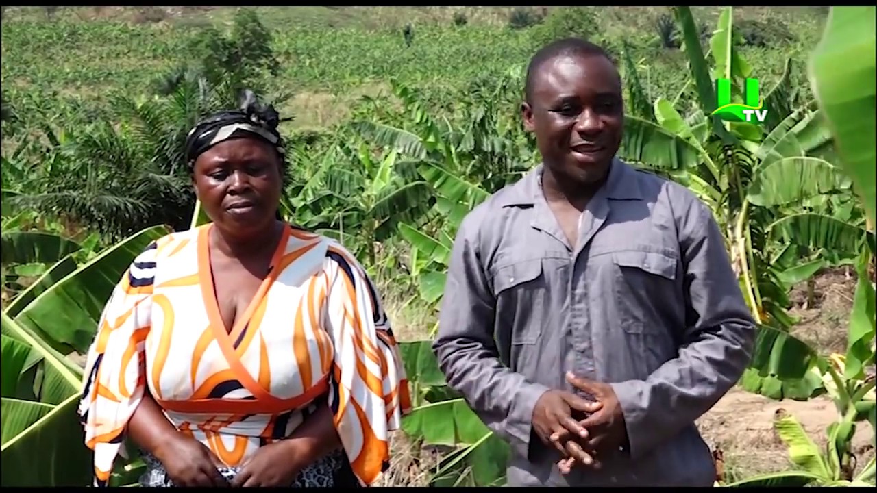 AYEKOO: Plantain Farming in Asante Akyem Agogo