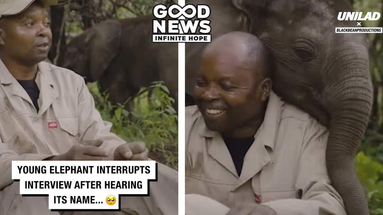 Shavo the Elephant Heard His Name – and Stole the Show!