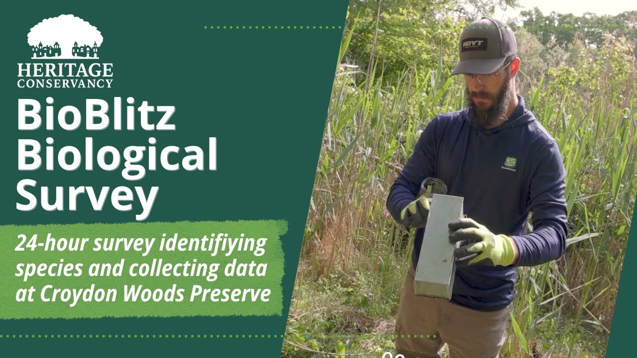 BioBlitz Survey at Croydon Woods Nature Preserve with Heritage Conservancy