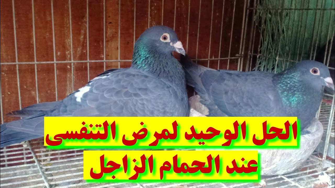 لعدم حدوث تنفسي لفرد الحمام اثناء فتره